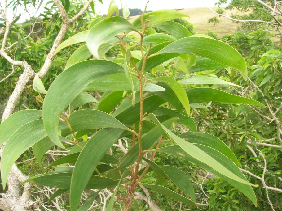 Наблюдение за акацией