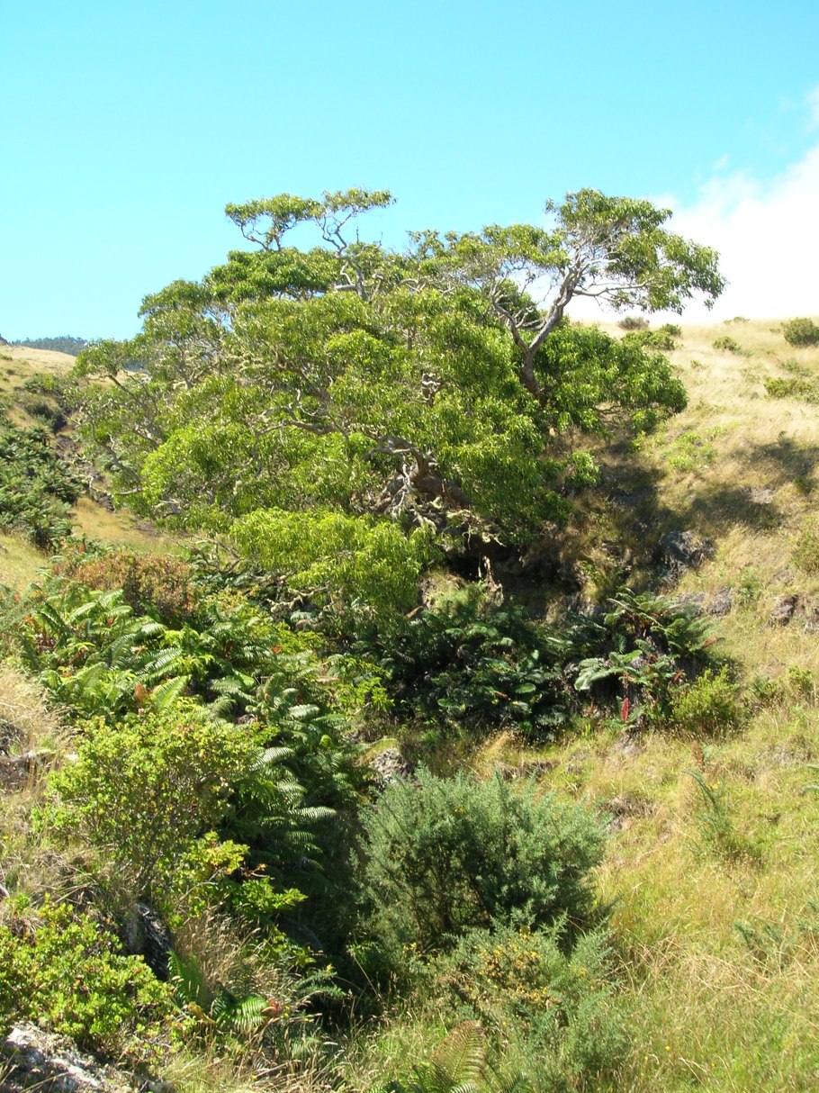Акация КОА дерево