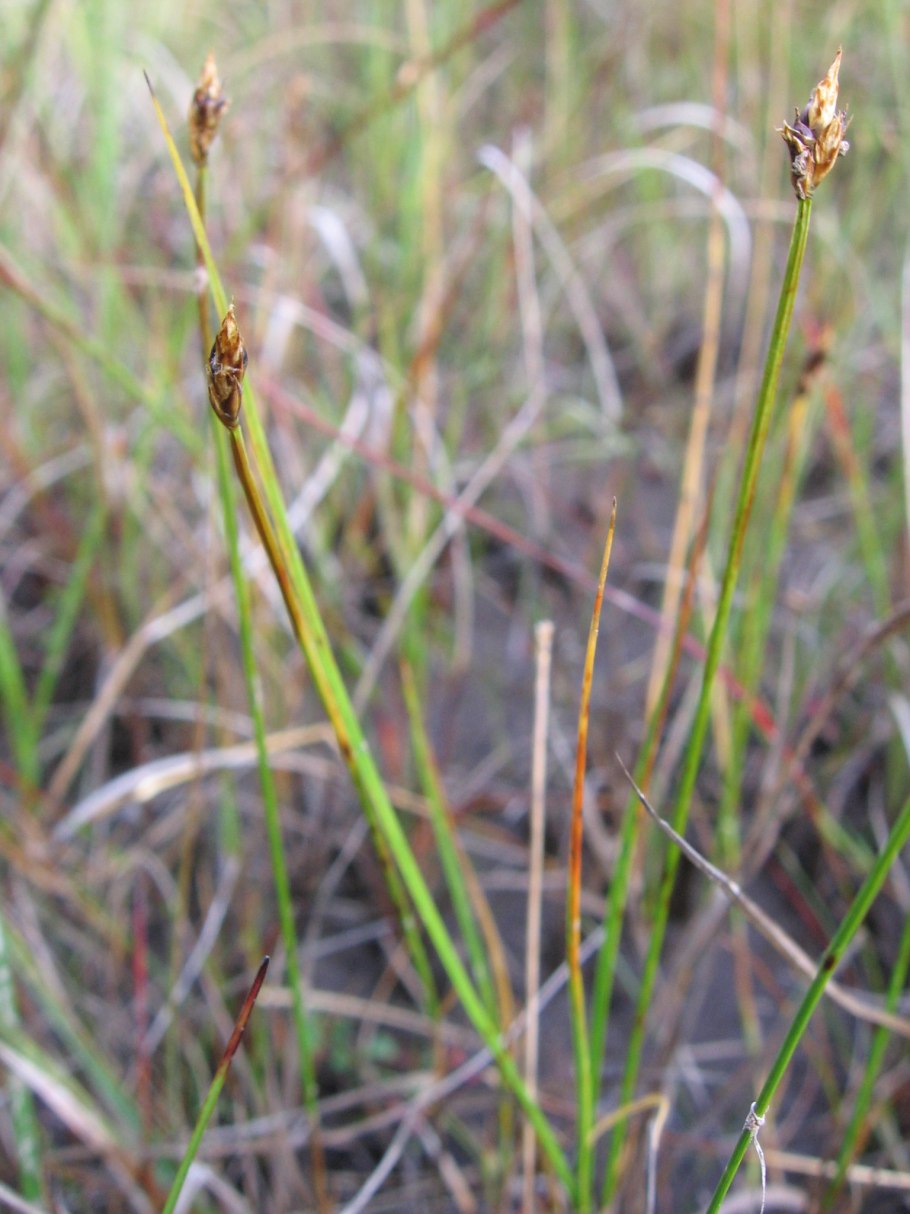 Осока Просяная