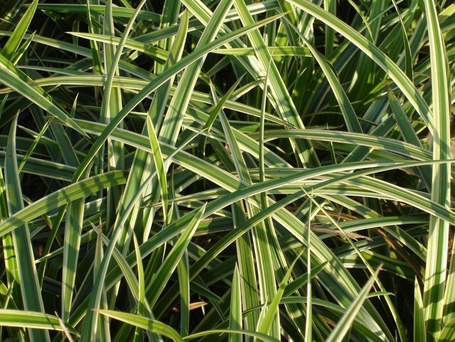 Осока вариегата