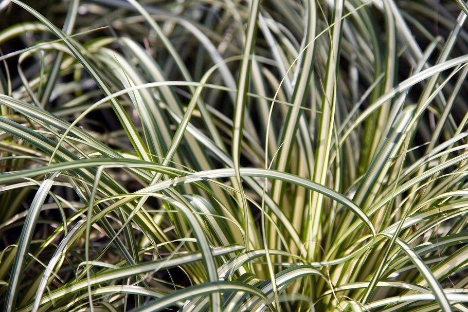Carex oshimensis evergold