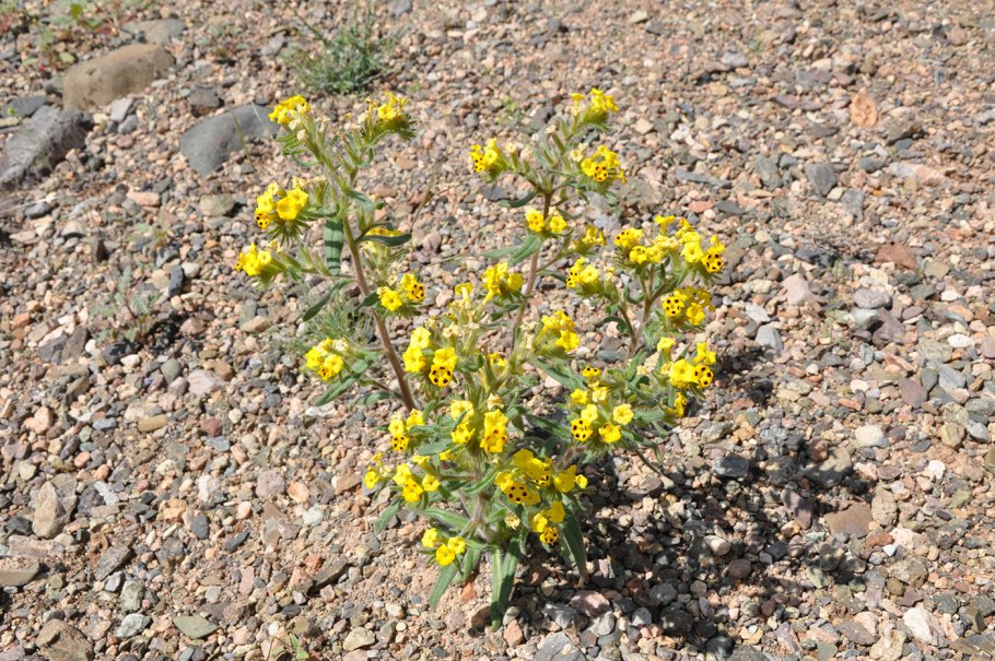 Арнебия растение