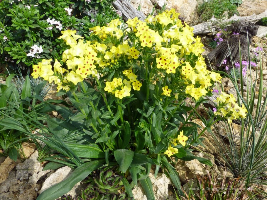 Примула ушковая желтая