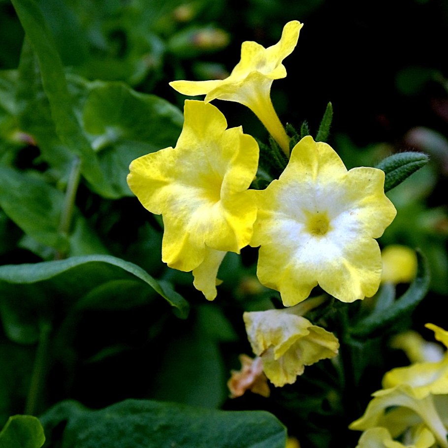 Макротомия синяковидная