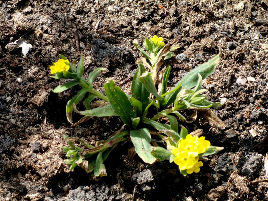 Растения Алтын