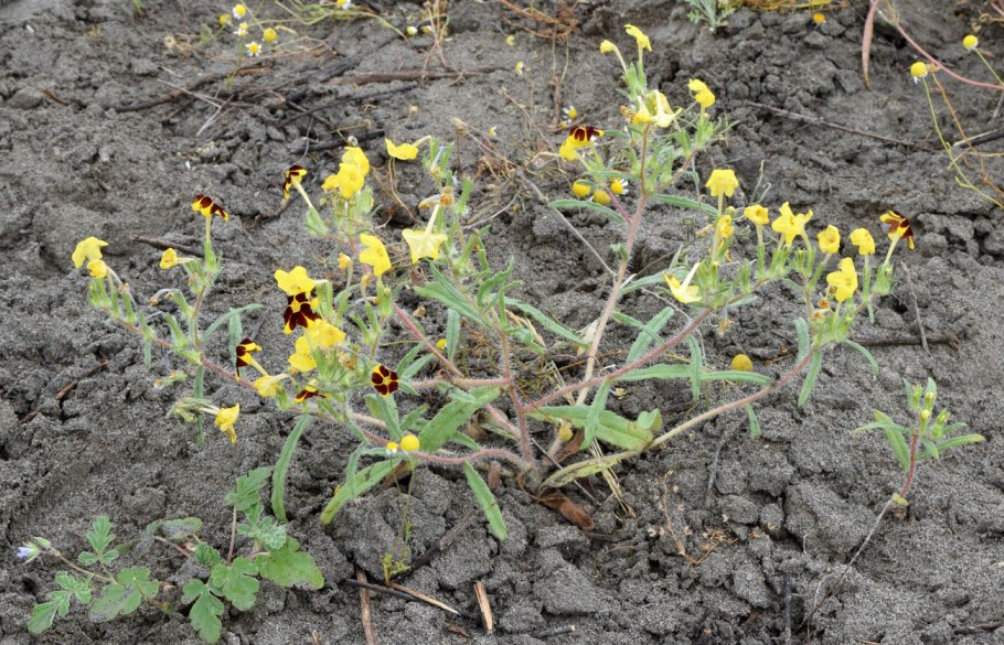 Арнебия трава