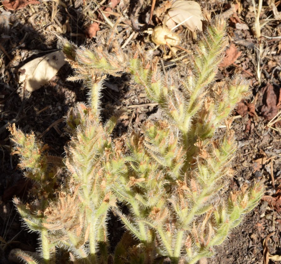 Арнебия растение