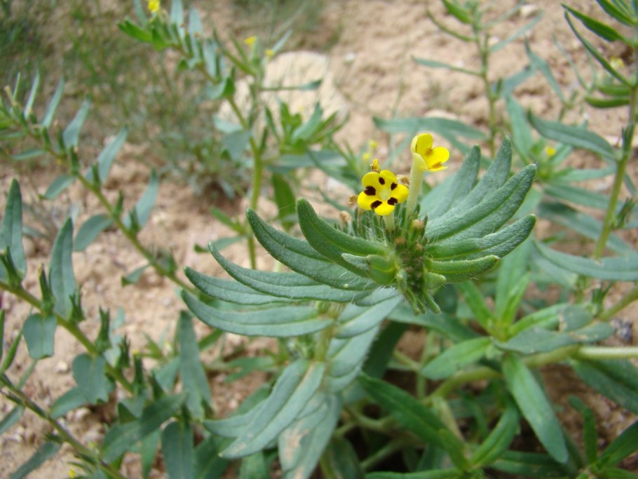 Арнебия трава