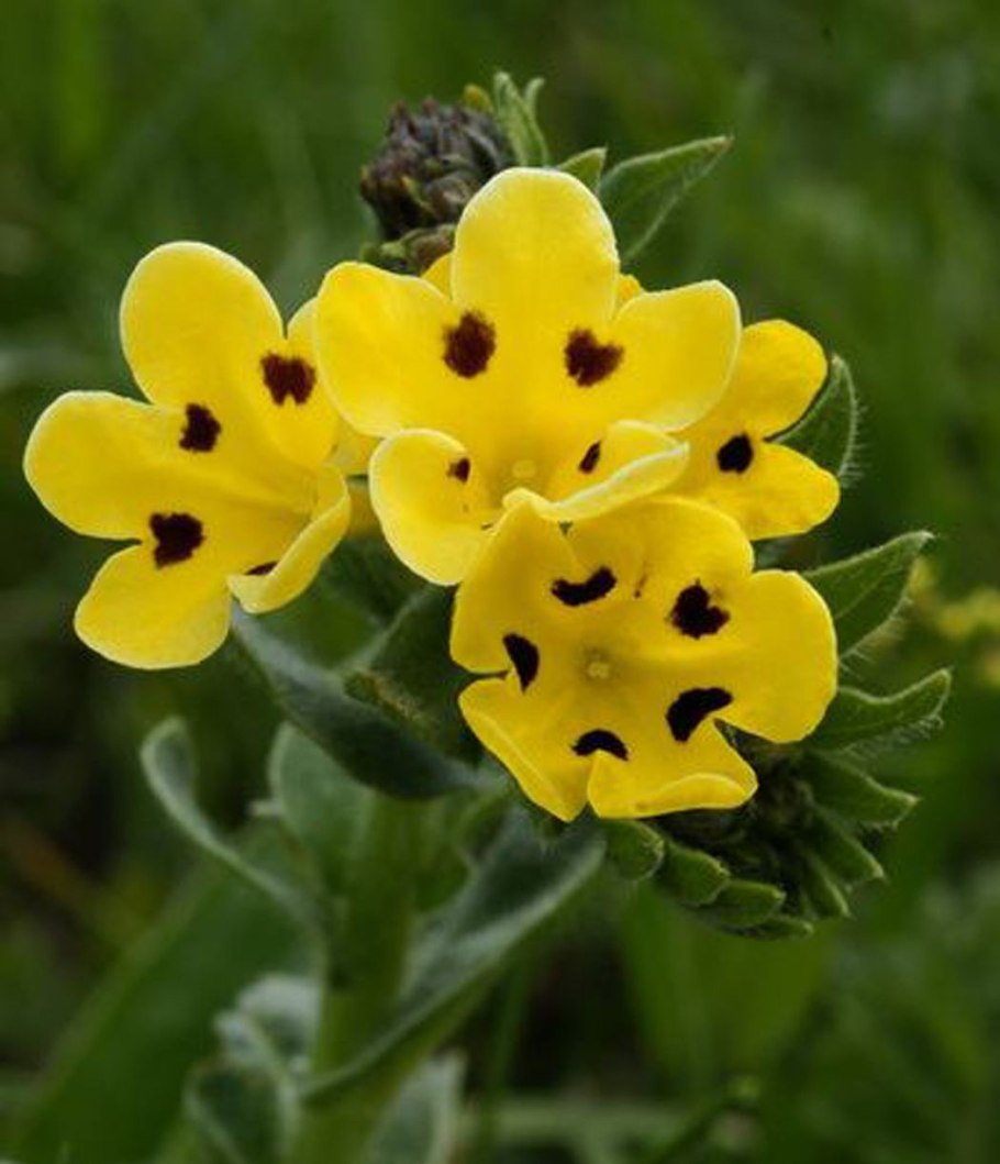 Арнебия Плантариум