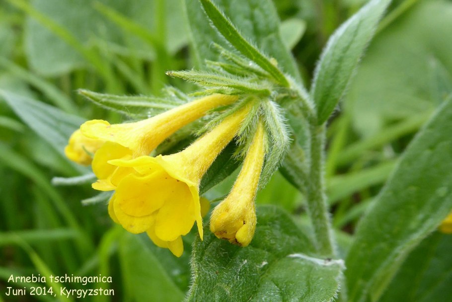 Арнебия Плантариум