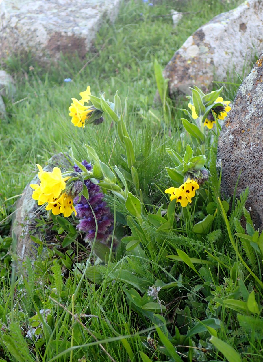 Арнебия растение