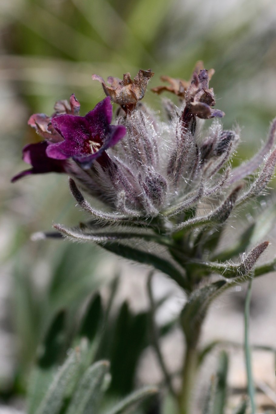 Арнебия Денсифлора