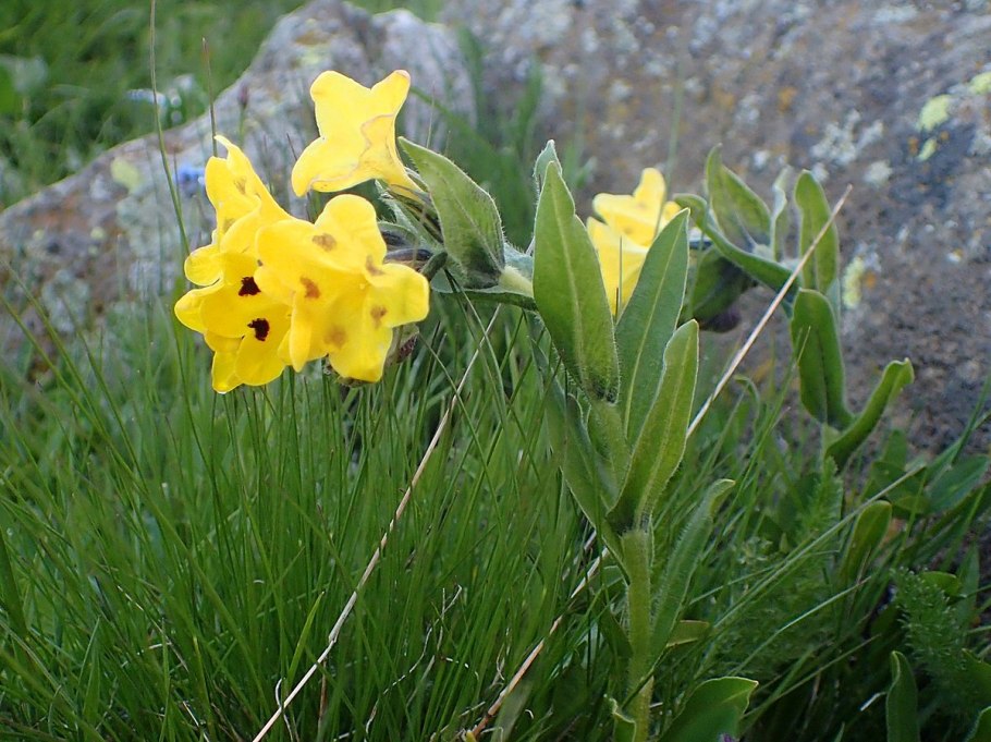 Арнебия корень