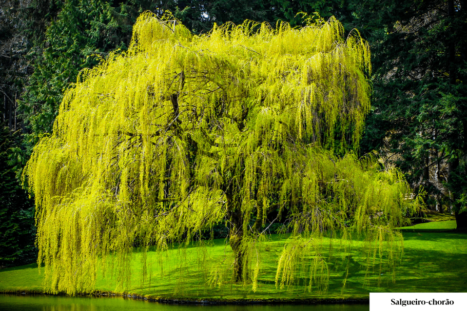 Ива плакучая Хризокома
