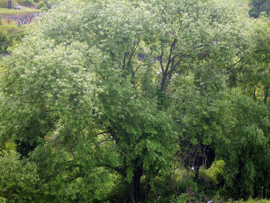 Ива круглолистная