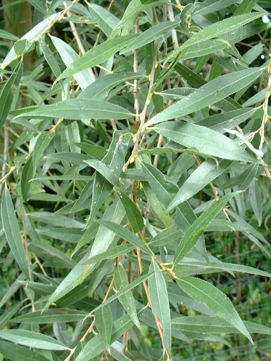 Ива ломкая Ива плакучая