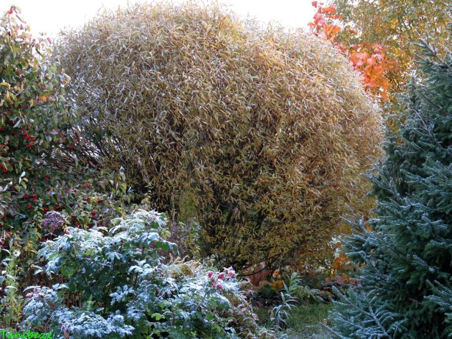 Ива Вавилонская плакучая