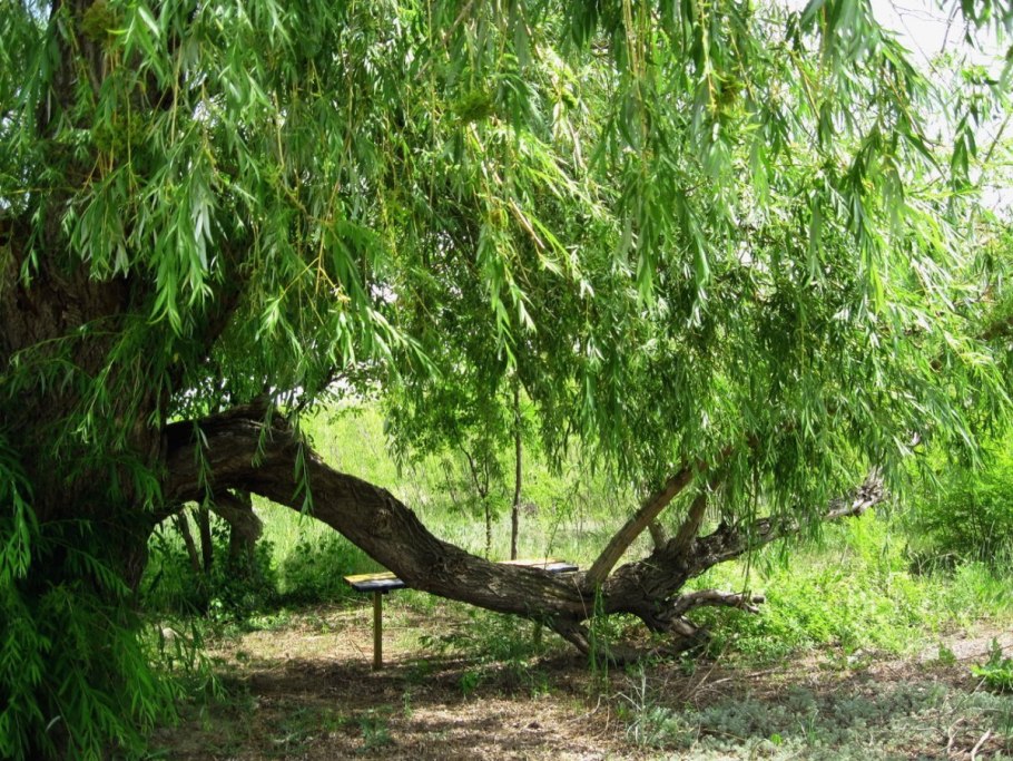 Ива росистая (Salix rorida)