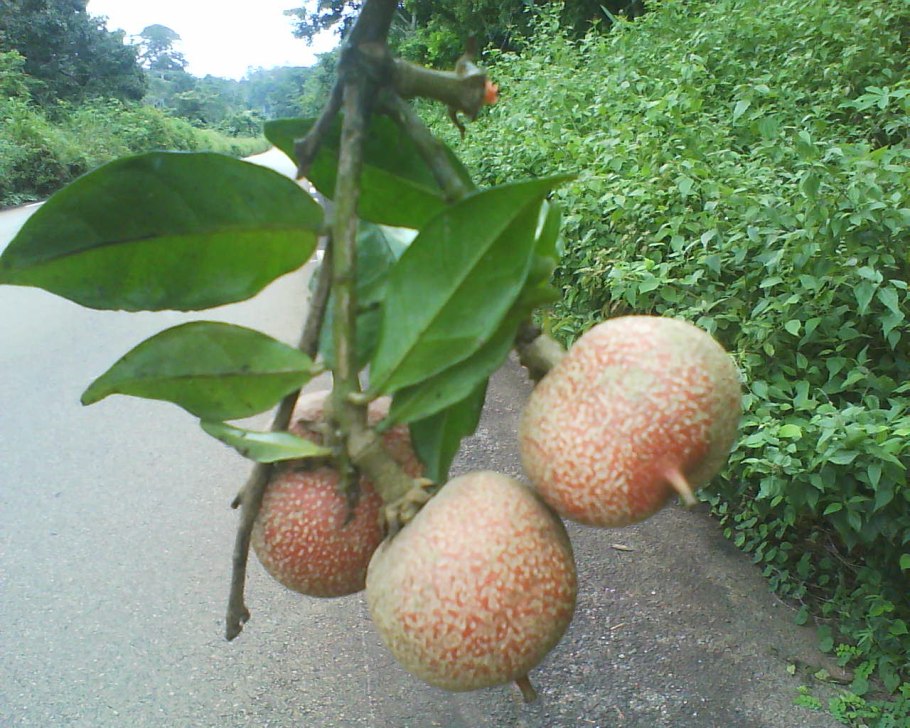 Браззеин монеллин