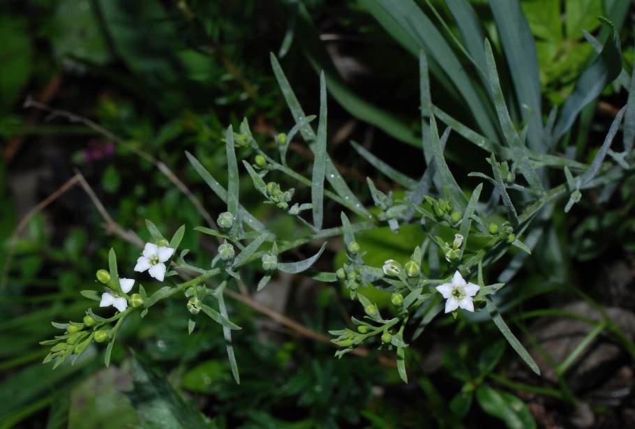 Eranthemum pulchellum