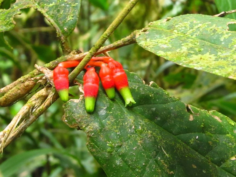 Dioscoreophyllum cumminsii