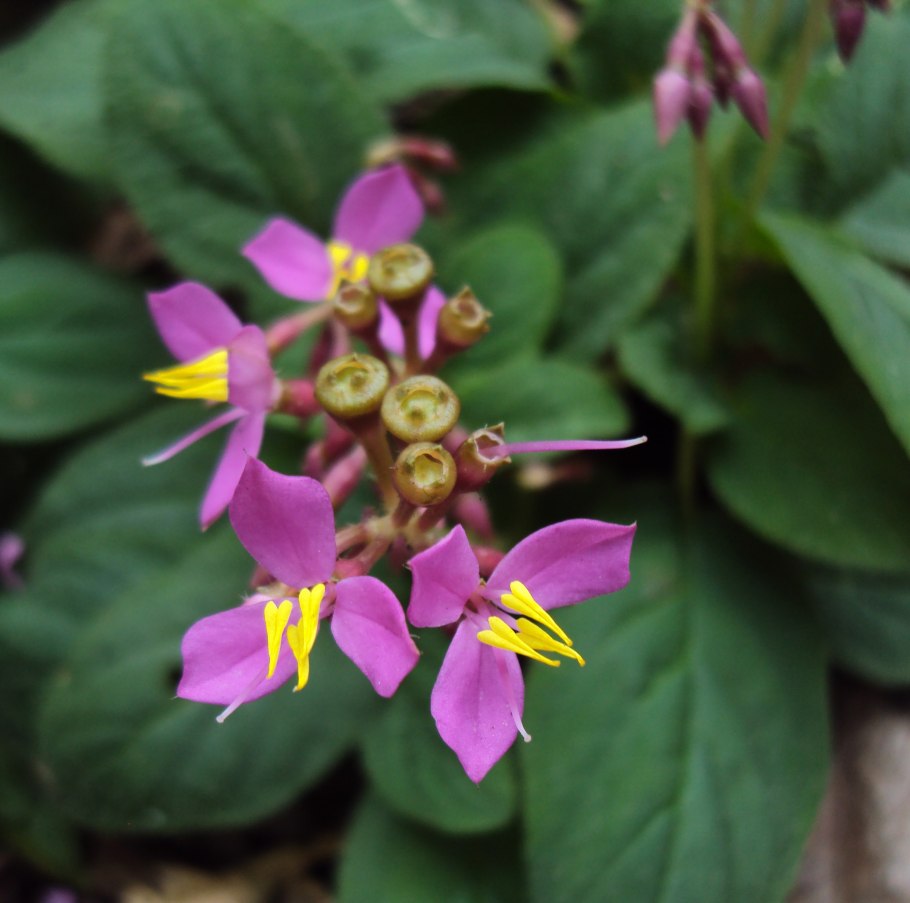 Петуния цельнолистная