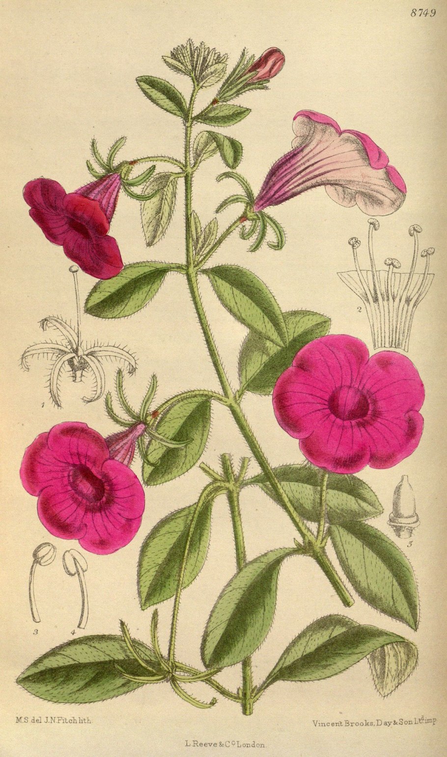 Himalayan balsam