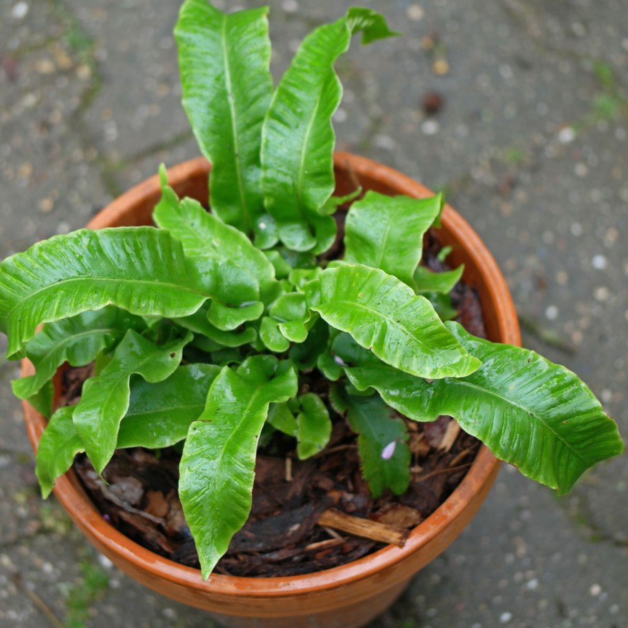Бхумиамалаки (Phyllanthus niruri)