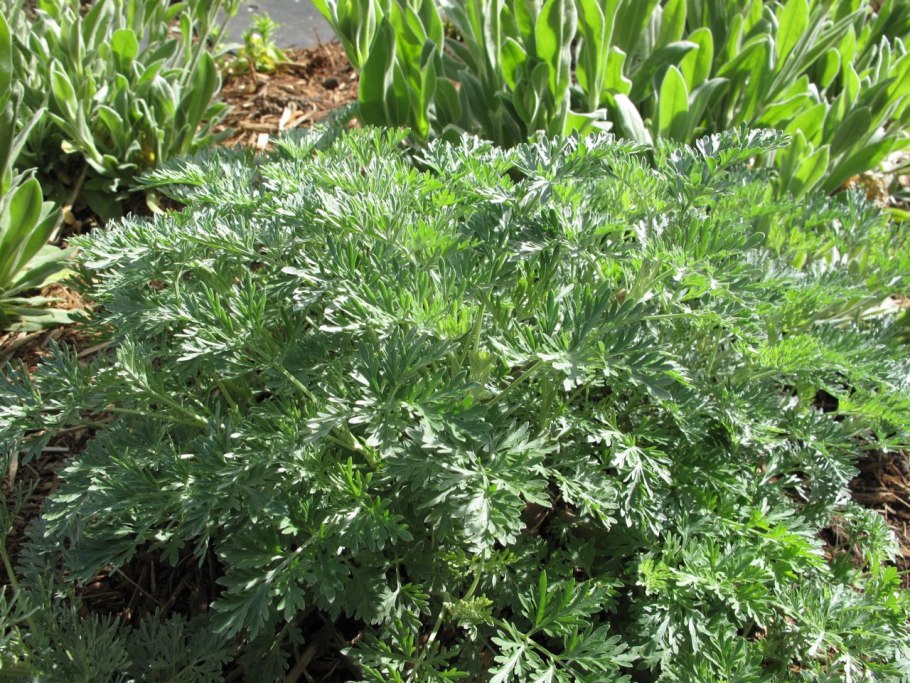 Полынь artemisia arborescens powis