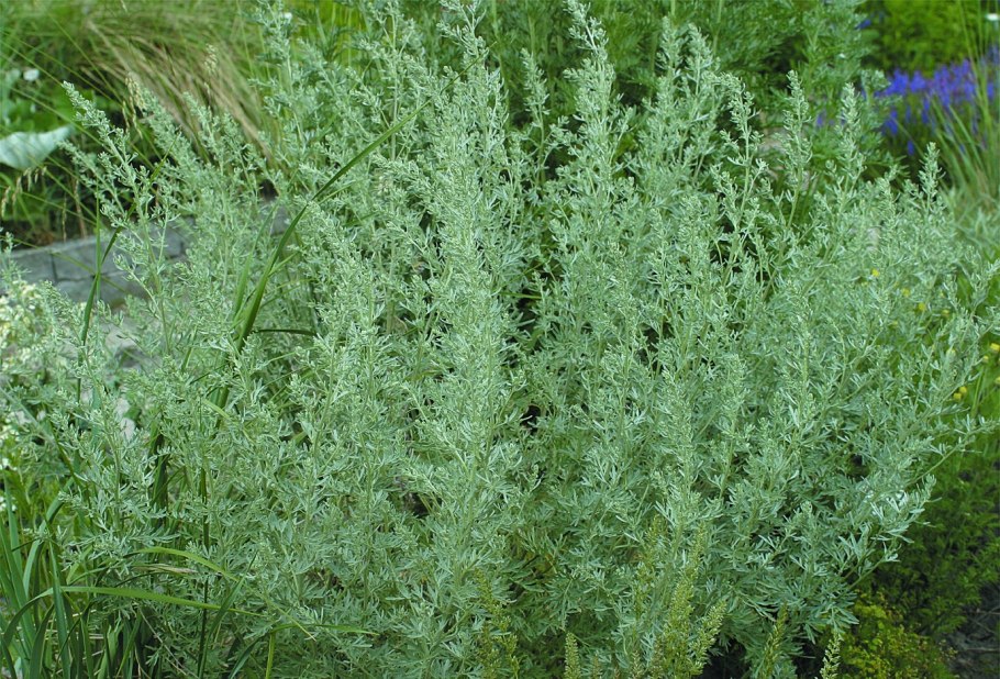 Полынь обыкновенная artemisia vulgaris l.