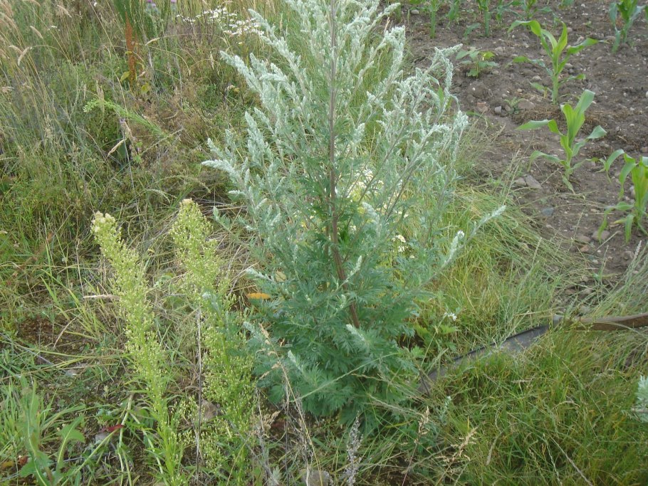 Полынь обыкновенная чернобыльник