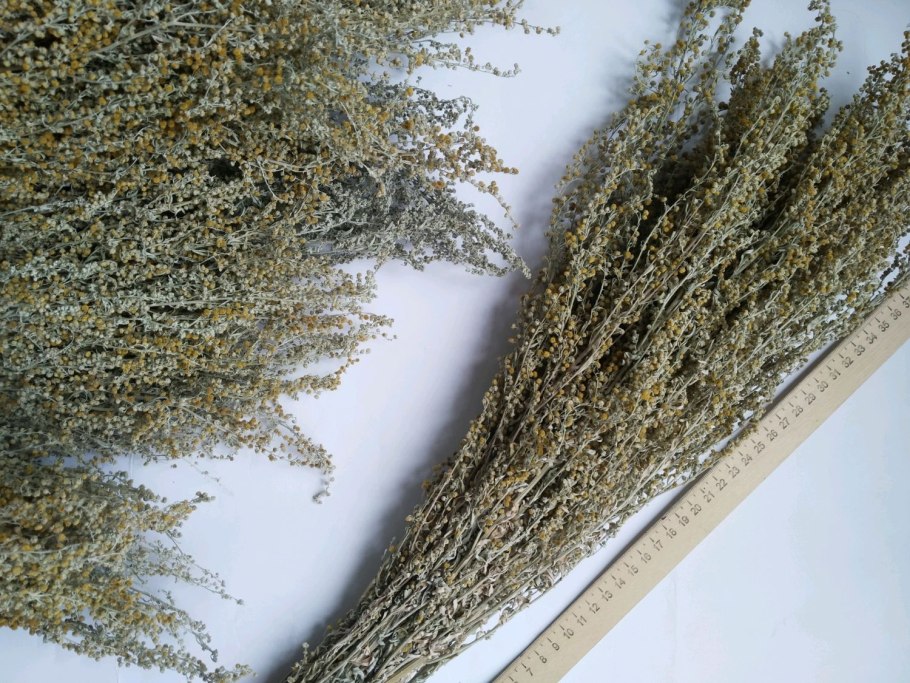 Полынь сантонская (Artemisia santonica)