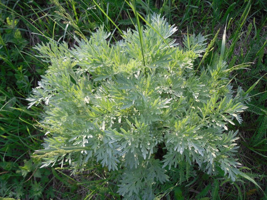 Полынь обыкновенная, чернобыльник Artemisia vulgaris l.
