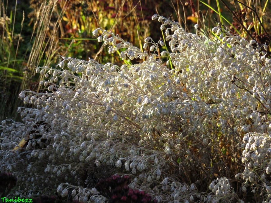 Полынь декоративная