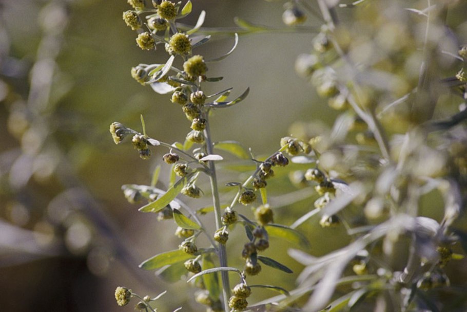 Полынь горькая artemisia absinthium