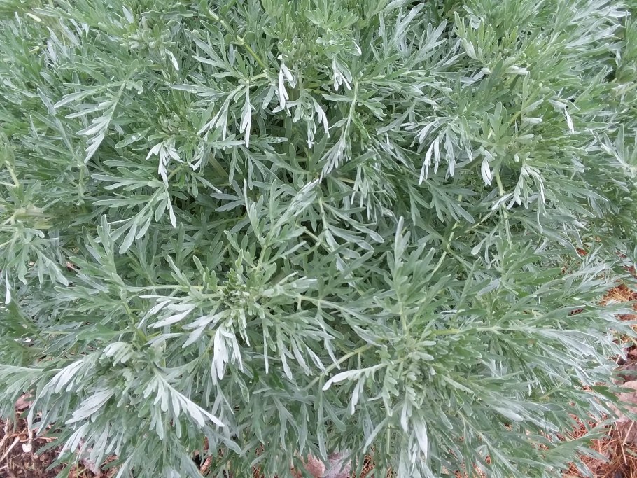 Полынь Людовика Silver Queen