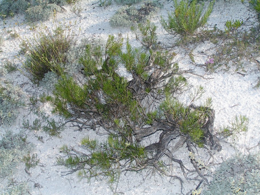 Полынь солянковидная