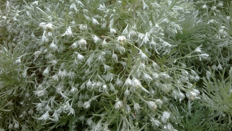 Полынь пурша