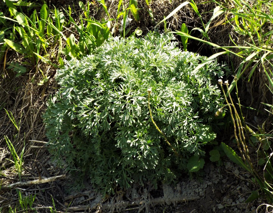Полынь канесценс