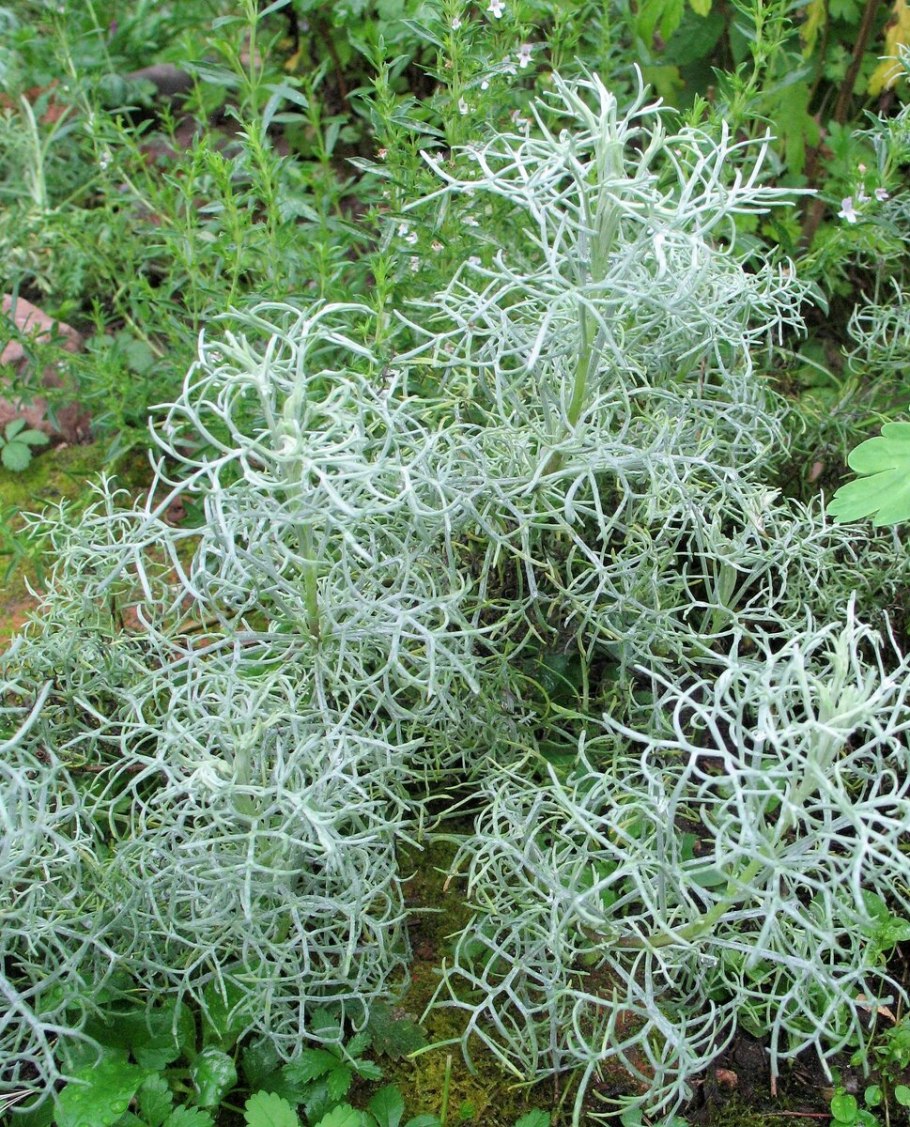 Полынь растение