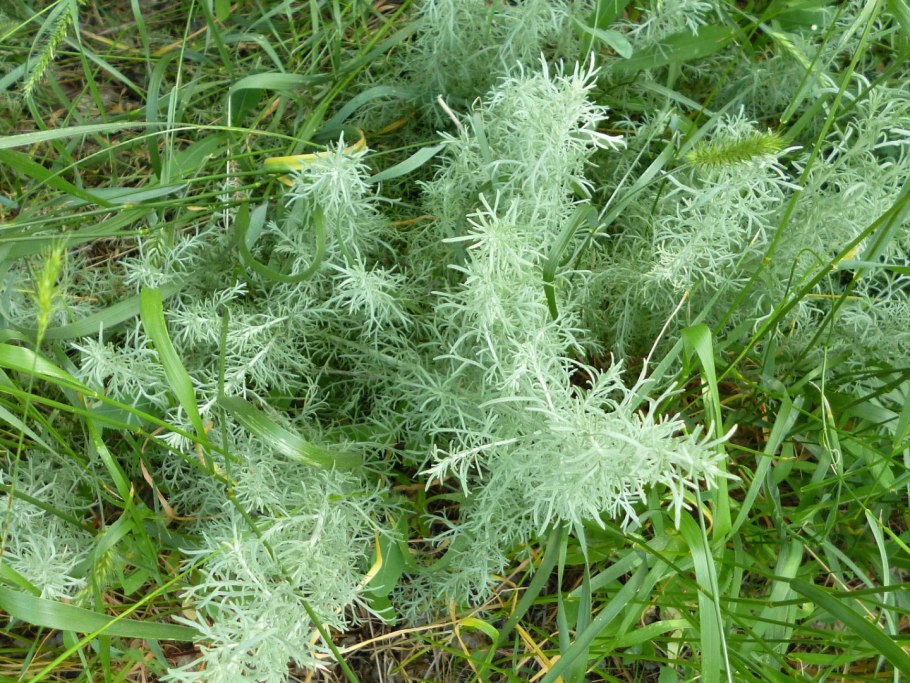 Полынь artemisia maritima