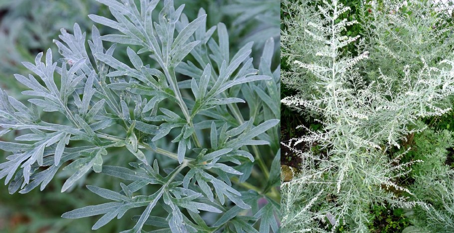 Полынь горькая растение