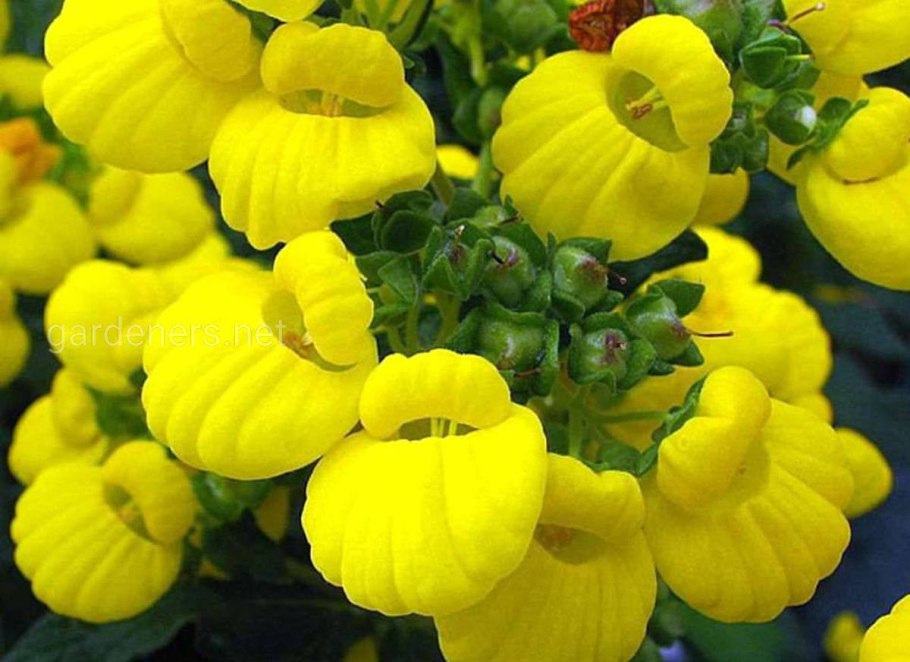 Кальцеолярия кустарниковая