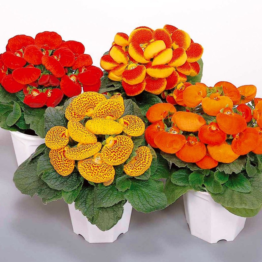 Кальцеолярия гибридная