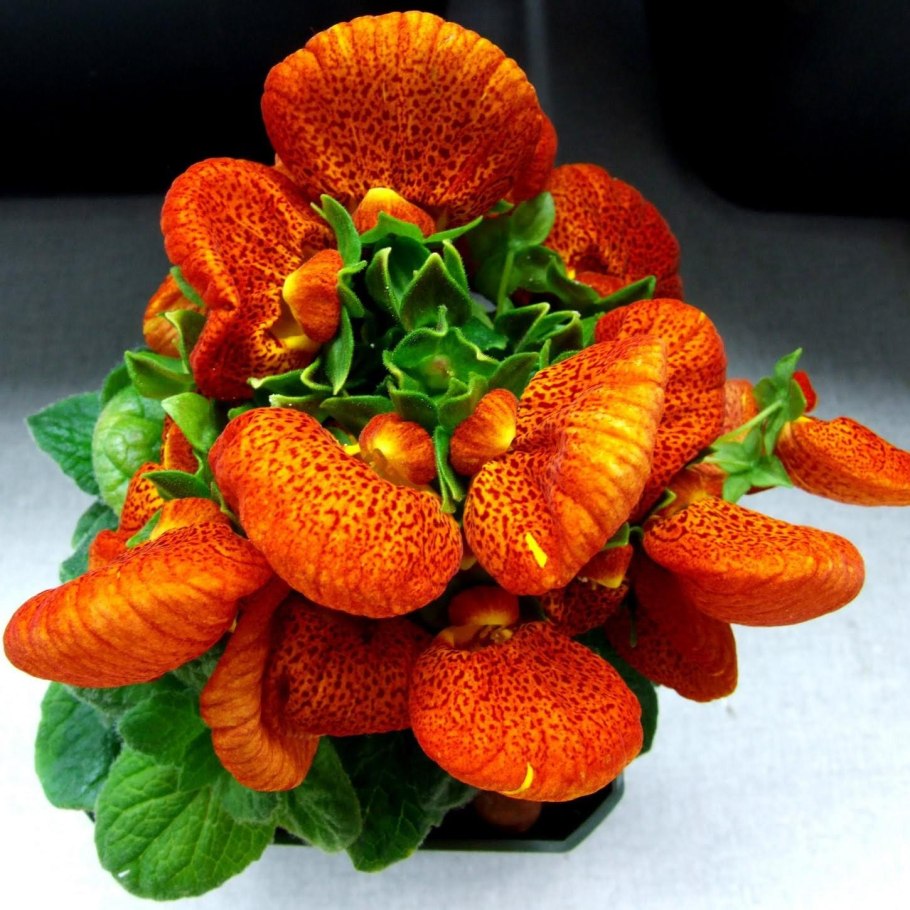 Кальцеолярия гибридная