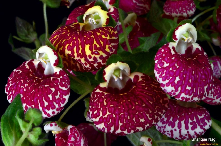 Кальцеолярия f1 Сансет