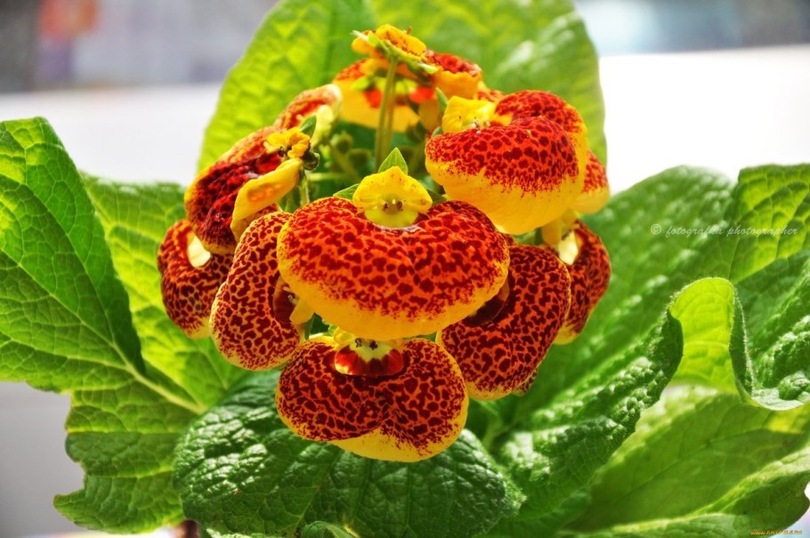 Кальцеолярия красная