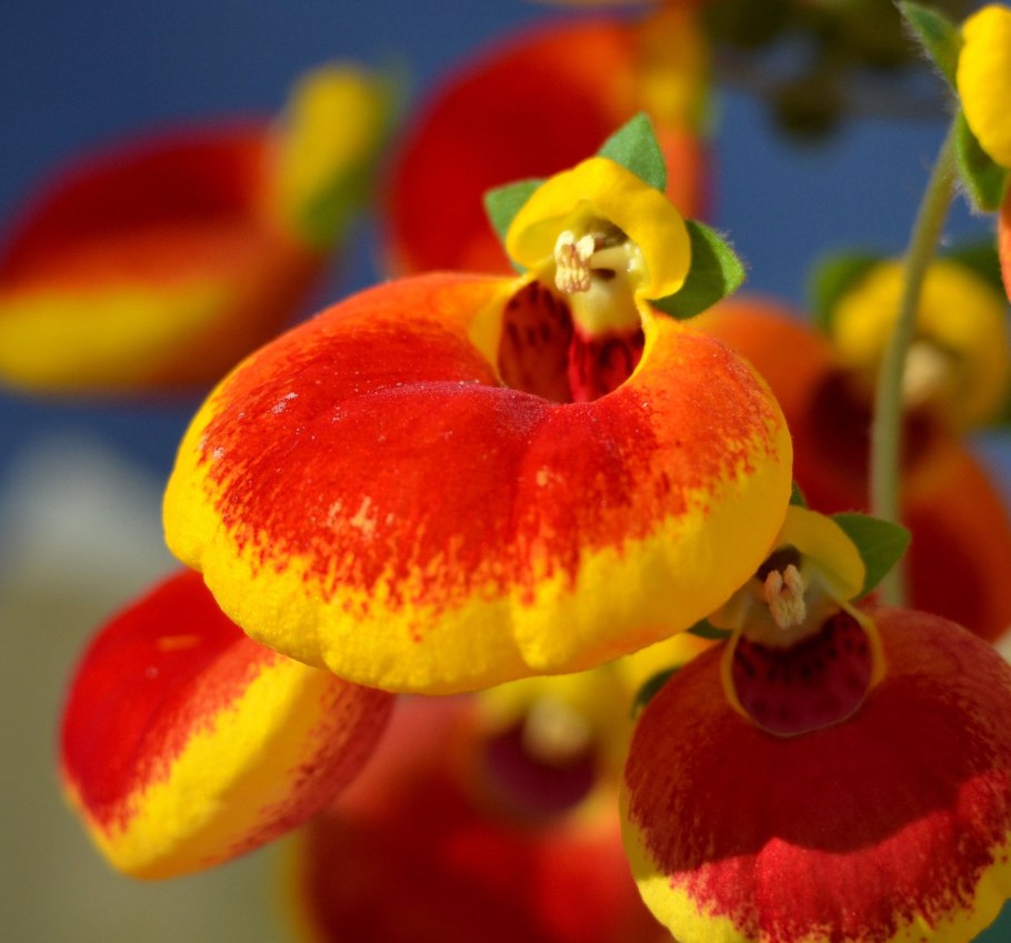 Кальцеолярия сансет f1