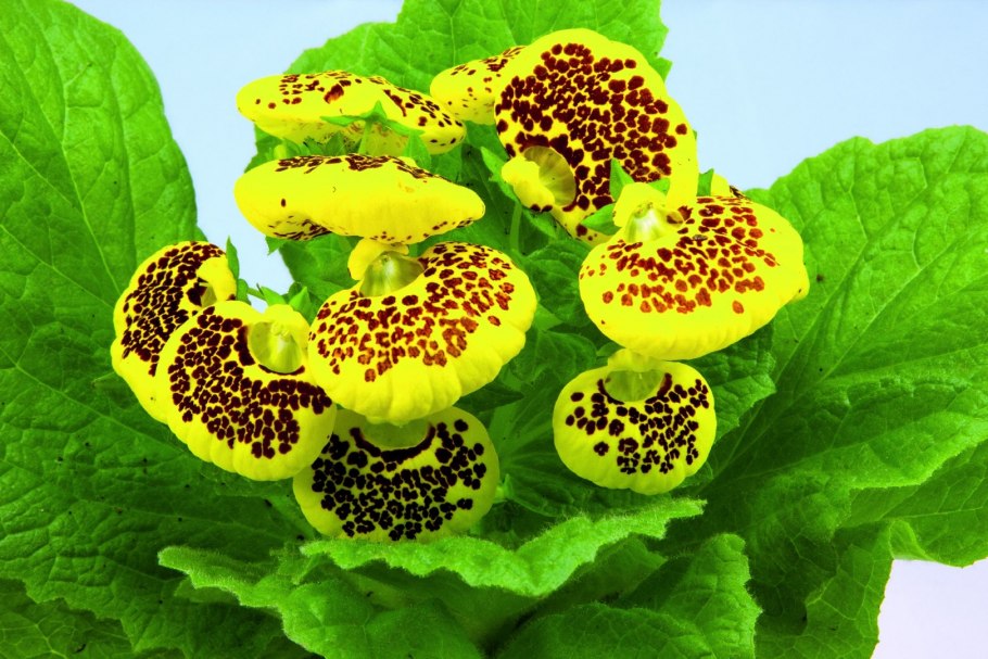 Кальцеолярия цветок