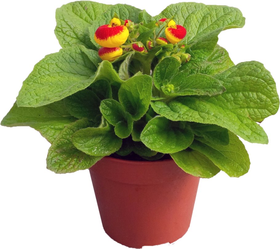 Цветок башмачок кальцеолярия